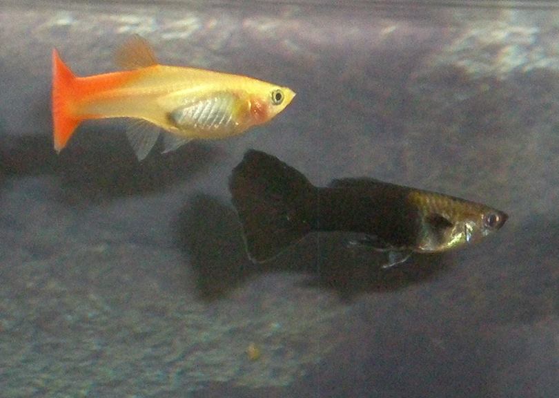 色が変化中 赤と黒グッピーのハーフ稚魚 生後28 39日目 オレンジーヌの熱帯魚達